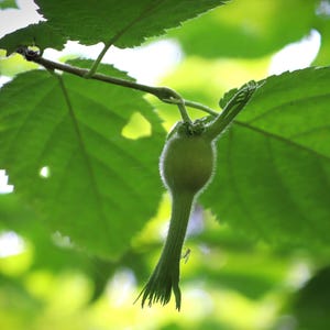 May include: A single green, fuzzy, immature hazelnut hanging from a thin stem attached to a branch with large, serrated, bright green leaves. The developing nut has a bulbous base and a long, slender, fibrous neck with a fringed, leafy tip.