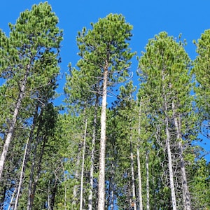 May include: A low-angle shot of tall pine trees with green needles against a bright blue sky. The tree trunks are mostly white and brown, with some branches visible. The image captures a forest scene.