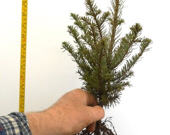 Abies procera, Noble Fir Seedlings- 14-18 inch Tall 2 year Bare Root