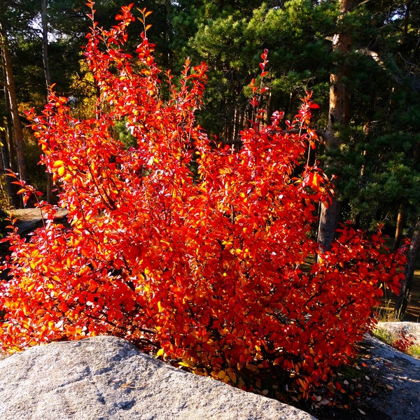 Autumn Brilliance Serviceberry- Bright Red Orange Fall Color-Spring Flowers-  Delicious Berries.