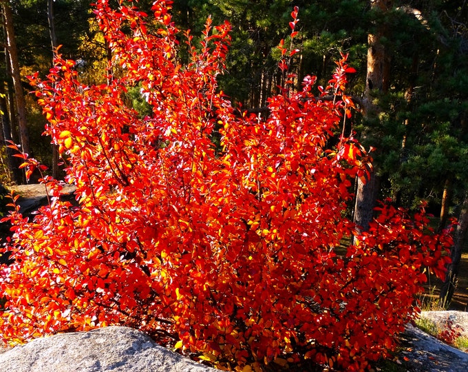Autumn Brilliance Serviceberry Amelanchier Grandiflora 'autumn ...