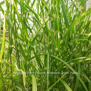 May include: A close-up of a clump of green and white variegated grass. The grass has white stripes running vertically down the leaves. The grass is growing in a greenhouse setting. The text "Scenic Hill Farm - Quality Northwest Grown Plants" is visible in the bottom center of the image.
