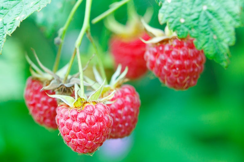 Latham Bare Root Red Raspberry Plants, Extremely Cold-tolerant, Sweet ...