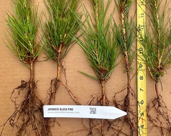 Japanese Black Pine Seedlings - Bare Root Trees- Bonsai or Landscape