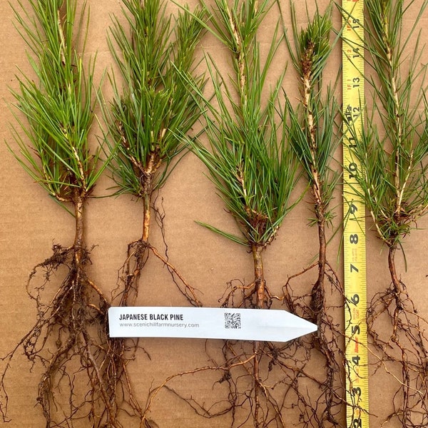 Japanese Black Pine Seedlings - Bare Root Trees- Bonsai or Landscape