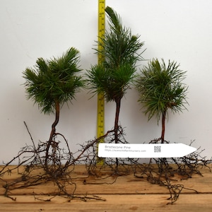 May include: Three small Bristlecone Pine trees with exposed roots are displayed on a wooden surface. The trees have green needles and brown trunks. A yellow measuring tape stands next to the trees. A white tag with text is in front of the trees.