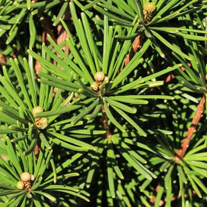 May include: A close-up view of a Japanese umbrella pine, featuring clusters of long, vibrant green needles radiating from central points. Small, light brown, textured buds are visible at the center of each needle cluster on reddish-brown stems.