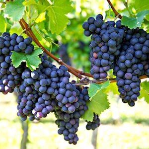 Grape Plants -  13 Varieties Seedless Table Grapes - potted starter plants- Propagated in a disease and virus free nursery