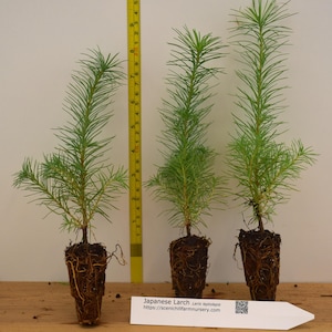 Japanese Larch (Larix kaempferi) - Bonsai or Landscape 5 - 10 Inches Tall - Includes Free Shipping!