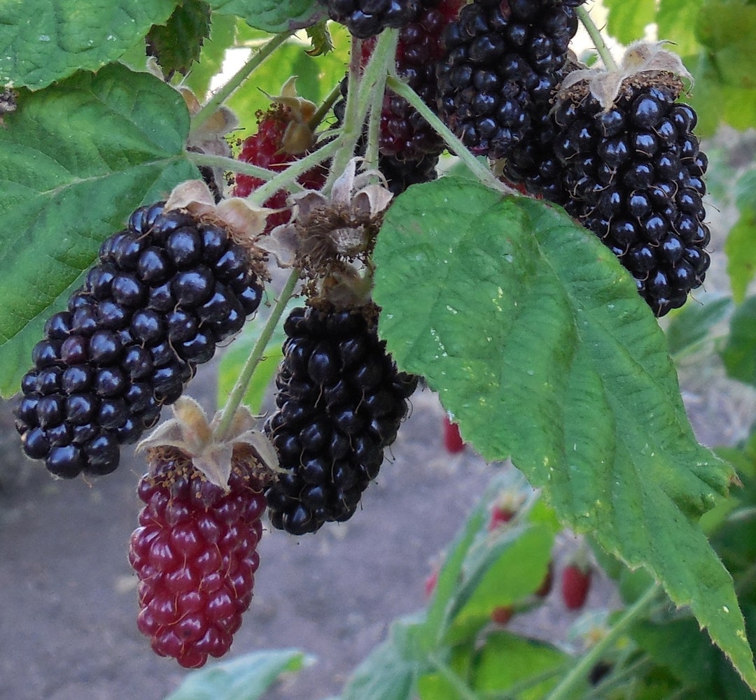 Marionberry Blackberry Potted Plant, Ships Rooted in Soil the Most
