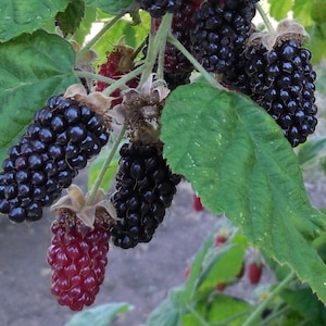 May include: Close-up of a cluster of ripe blackberries on a branch with green leaves. The blackberries range in color from deep purple to black, with some showing a reddish hue. The image captures the natural texture and detail of the fruit.