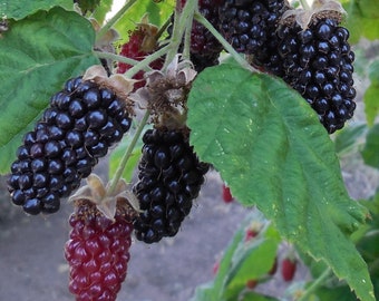 Marionberry Blackberry- Potted Plant, Ships Rooted in Soil - The Most Flavorful Blackberry