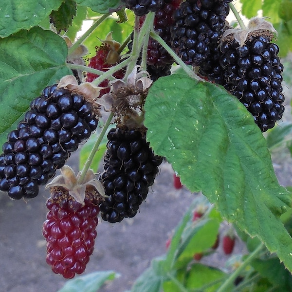 Marionberry Blackberry- Potted Plant, Ships Rooted in Soil - The Most Flavorful Blackberry