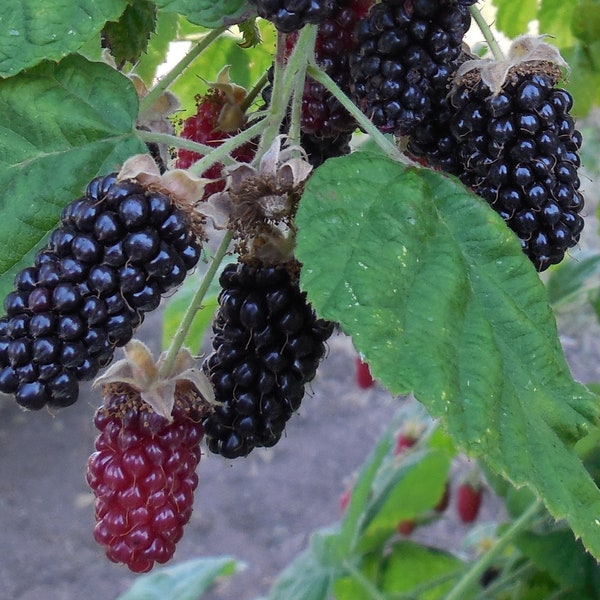 Marionberry Blackberry- 2 year old Potted Plant, Ships Rooted in Soil - The Most Flavorful Blackberry