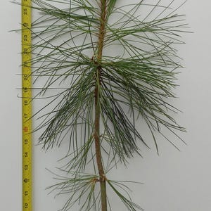 May include: A small, potted Pacific Ponderosa Pine tree with green needles. The tree is about 30 inches tall and is in a black plastic pot. The pot has a label that reads "PACIFIC PONDEROSA PINE" and a website address.