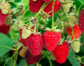 May include: Close-up of a raspberry bush with ripe red raspberries hanging from the branches. The raspberries are surrounded by green leaves.