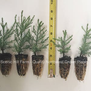 May include: Five potted conifer seedlings with root systems visible. The seedlings are in various sizes and are arranged in a row. A measuring tape is visible in the background.