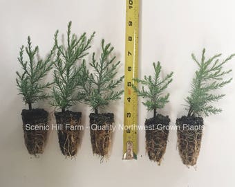 Giant Sequoia Trees - California Redwood - Potted - 3" - 5" Tall Seedlings - Price Includes Free Shipping! (Sequoiadendron giganteum)