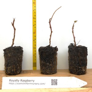 Puede incluir: Tres plantas de frambuesa Royalty con cepellones y tierra expuestos, cada una con un tallo fino y espinoso. Una cinta m&eacute;trica amarilla muestra una altura de unos 20 cm. Una etiqueta blanca indica el texto Royalty Raspberry.