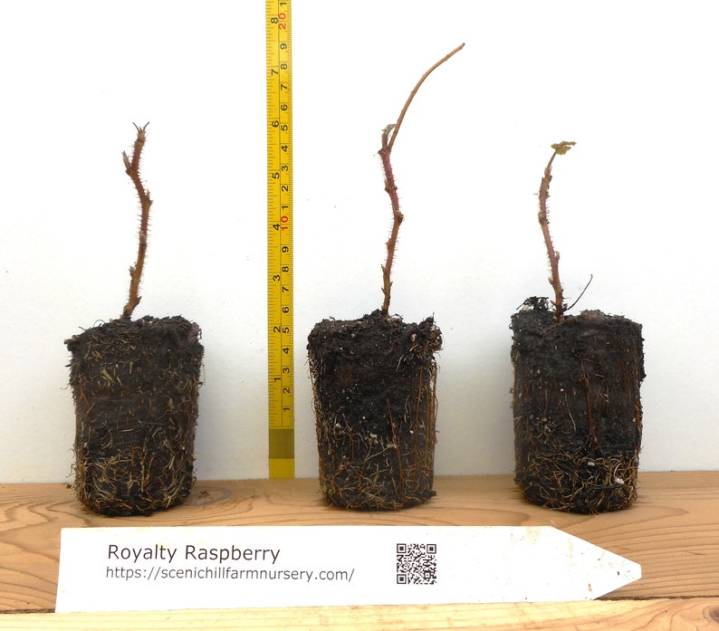 Puede incluir: Tres plantas de frambuesa Royalty con cepellones y tierra expuestos, cada una con un tallo fino y espinoso. Una cinta m&eacute;trica amarilla muestra una altura de unos 20 cm. Una etiqueta blanca indica el texto Royalty Raspberry.