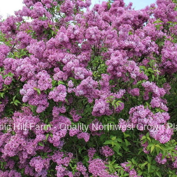 Old Fashion Lilac Bush -14 - 20" Tall- Potted Plant - The Most Fragrant Lilac