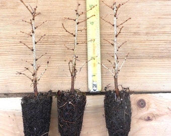 10 Japanese Larch (Larix kaempferi) - Bonsai or Landscape 5 - 10  Inches Tall - Includes Free Shipping!