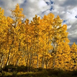 26 36 Inches Tall Quaking Aspen Trees Bare Root Seedlings Populus tremuloides image 1