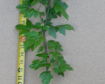 American Sweetgum  - 20-28 Inches Tall Potted Trees (Liquidambar styraciflua)