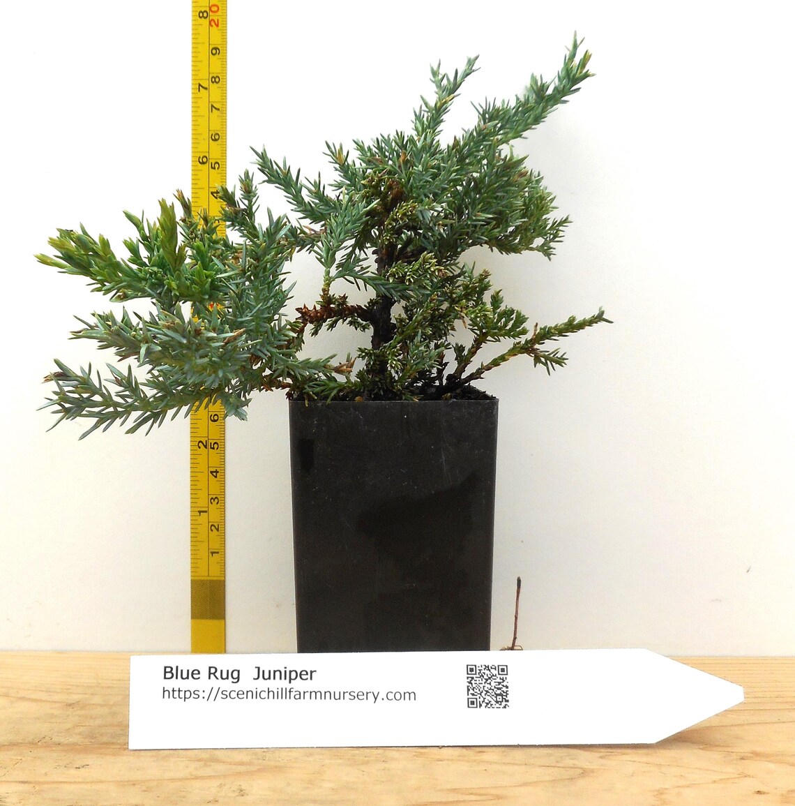Blue Rug Juniper - Juniperus Horizontalis 'wiltonii' - Etsy