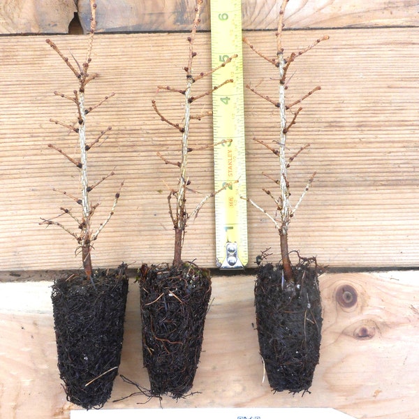 1 Japanese Larch (Larix kaempferi) - Bonsai or Landscape 5 - 10    Inches Tall - Includes Free Shipping!