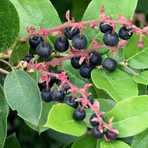May include: Close-up of a branch of a bush with dark blue berries and green leaves. The berries are clustered together on the branch, which is surrounded by green leaves.