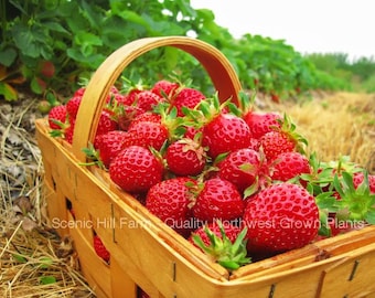 Eclair Strawberry Plants - Extra Sweet and Fragrant Berries - Shipped Priority mail for faster shipping in hot weather
