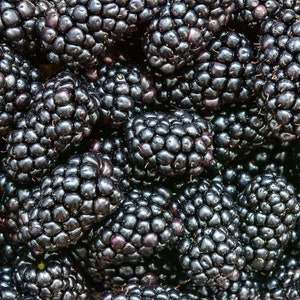 Prime-Ark® Freedom Blackberry - Thornless - 2 Crops a Year - Potted Plants