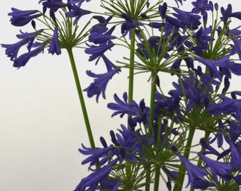 Agapanthus 'Storm Cloud' (Lily of the Nile)