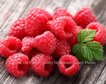 Caroline Raspberry Plants - 2 Year Old Bare Root Canes - Large and Sweet Berries