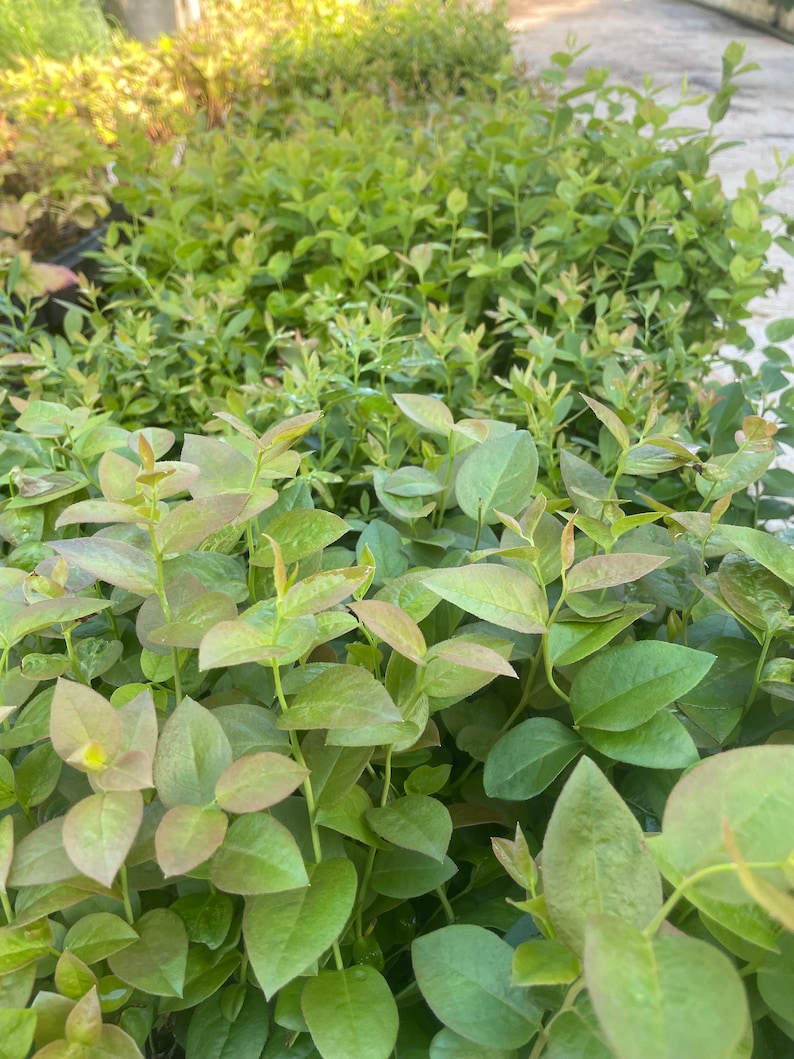 ScenicHillFarm Blueberry Plants - Thumbnail 2