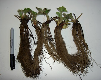 Hood Strawberry Plants - Certified Bare Root Plants - The Sweetest June Bearing
