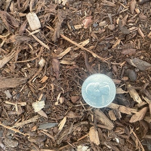 May include: Close-up of a brown wood mulch with a US quarter for scale. The mulch is made of small, shredded pieces of wood.