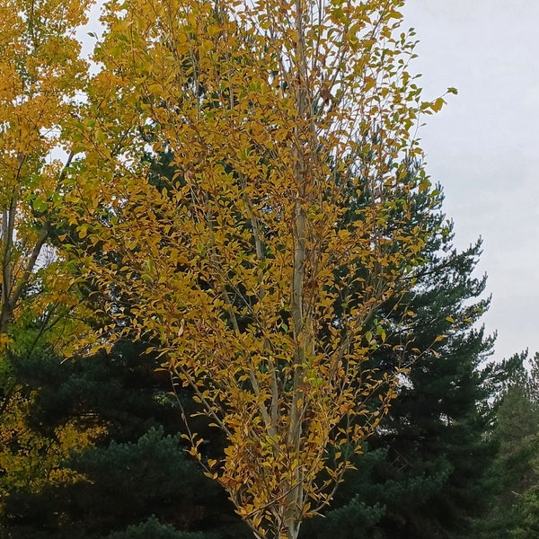 Simon Poplar- Great for windbreaks and Shade Trees- Very Drought Tolerant