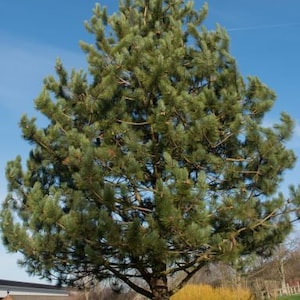 Austrian Pine, Pinus nigra 5-8 inch potted tree Landscape, Christmas Tree, Windbreak, Pre Bonsai image 2