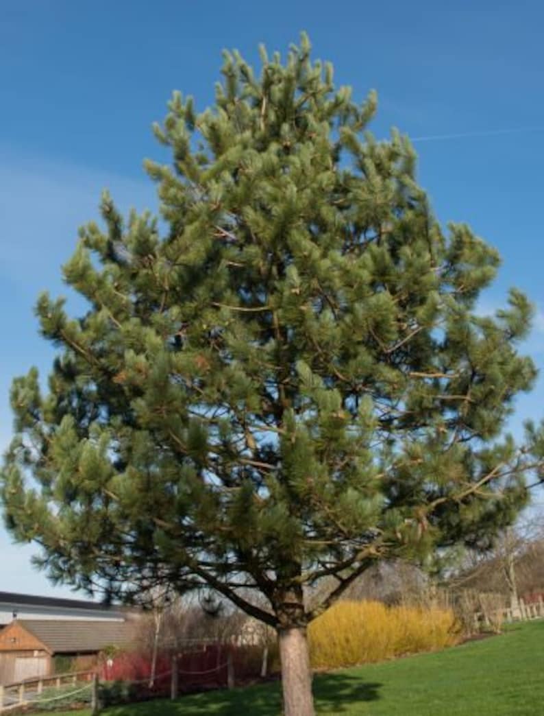 Austrian Pine, Pinus nigra 5-8 inch potted tree Landscape, Christmas Tree, Windbreak, Pre Bonsai image 2