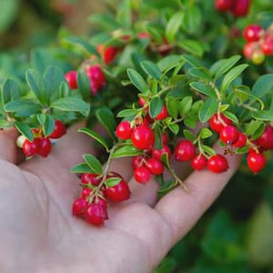 May include: Close-up of a hand holding a branch of lingonberries. The berries are a vibrant red, contrasting with the small, green leaves. The background is blurred, emphasizing the berries and foliage.