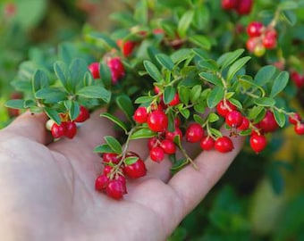 Lingonberry Koralle (Vaccinium vitis-idaea 'Koralle') Berries- Landscape or Container Plant