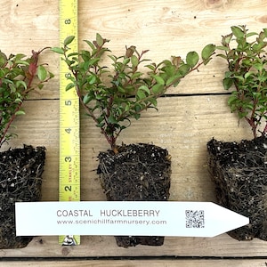 Vaccinium ovatum - 1 Year Old Potted - Evergreen Huckleberry - Tasty Berries, Flower Arrangements