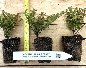 Vaccinium ovatum - 1 Year Old Potted - Evergreen Huckleberry - Tasty Berries, Flower Arrangements