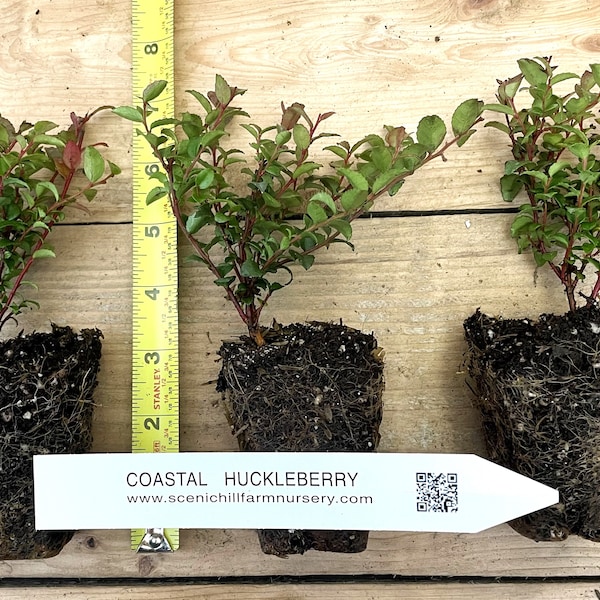 Vaccinium ovatum - 1 Year Old Potted - Evergreen Huckleberry - Tasty Berries, Flower Arrangements