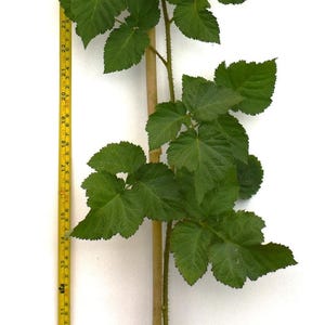 May include: A 2-year-old Tayberry Blackberry plant in a black pot, supported by a bamboo stake. The plant has green leaves and is approximately 36 inches tall, as measured by a yellow tape measure.
