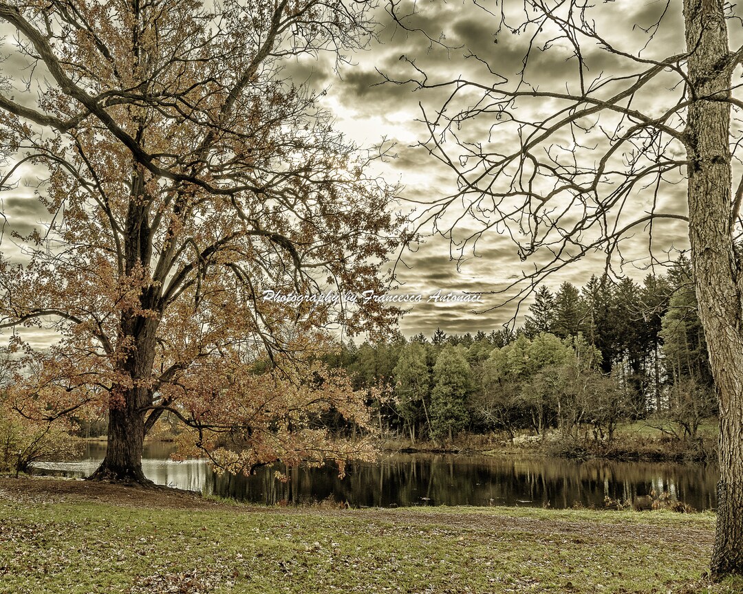 Pond and Trees Black Gold Tree Art Photo Print Water Etsy