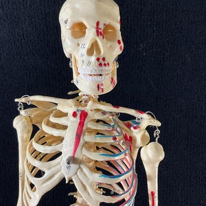 Op de afbeelding: Een gedetailleerd anatomisch model van een menselijk skelet, met de nadruk op het bovenlichaam. Het model is gebroken wit met rode en blauwe markeringen en genummerde gebieden. De achtergrond is donker.