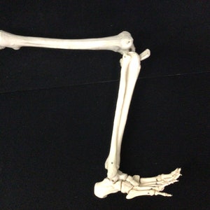 Medical Adult Model Leg Figure Skeletal Bone Anatomical Learning Prop